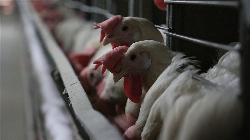 Çin'e ilk kanatlı eti ve ürünleri ihracatı başladı