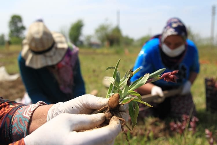 Samsun'da çiftçinin yeni gelir kapısı oldu: Kilosu bin lira