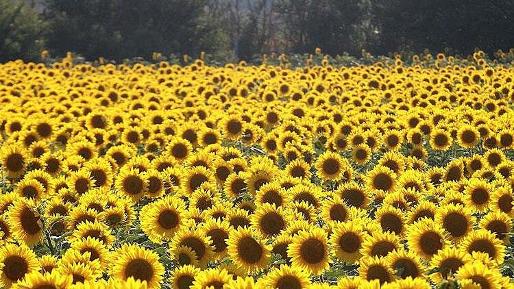 Yağlık ayçiçeği tohumunda gümrük vergisi sıfırlandı