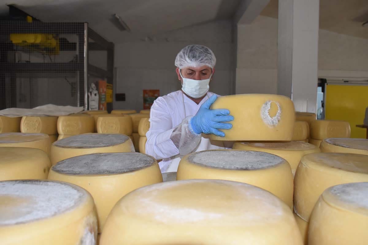 Kuraklık tescilli Kars kaşarı üretimini de etkiledi