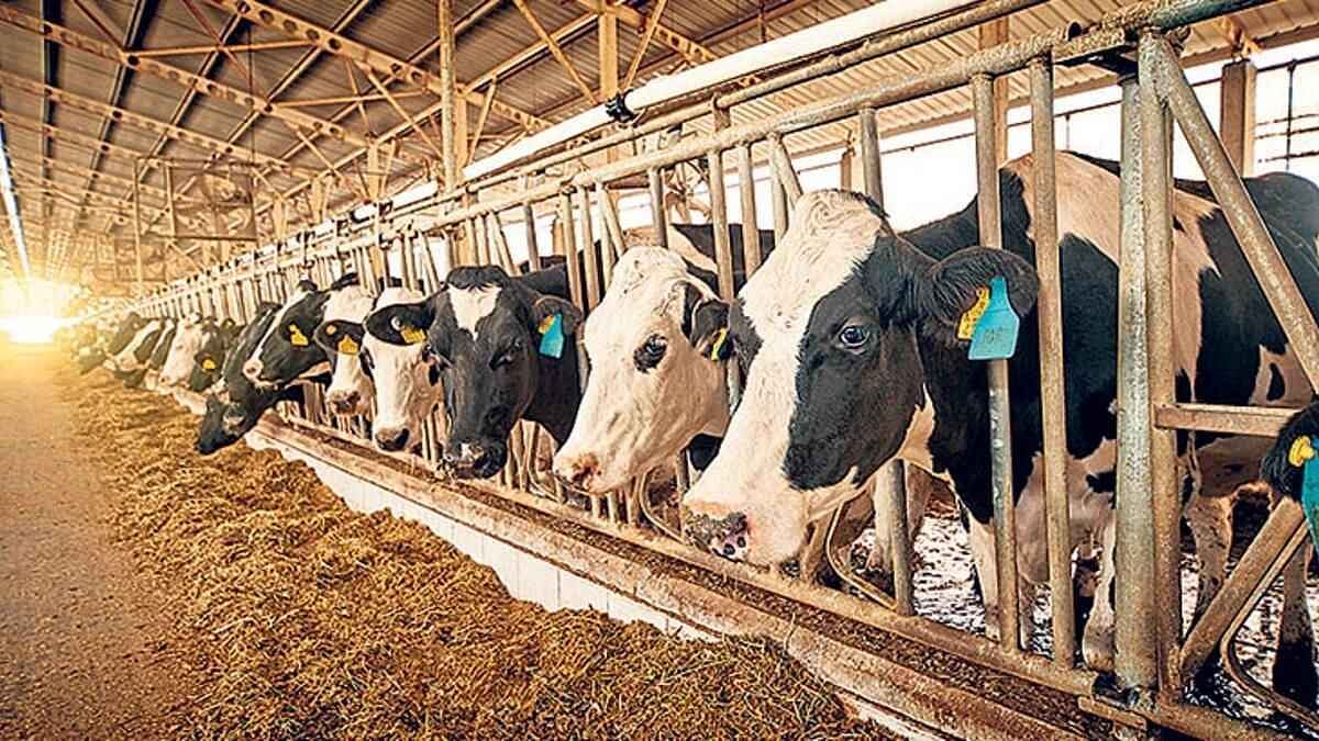 Büyükbaş desteklerinden yararlanmada süreler güncellendi