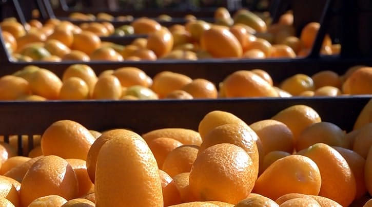 Avokado hasadı bekleyen üreticinin yüzünü kamkat güldürdü-0
