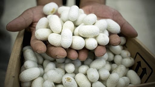 İpek böceği ve tiftik desteklemeleri ödemeleri başlıyor