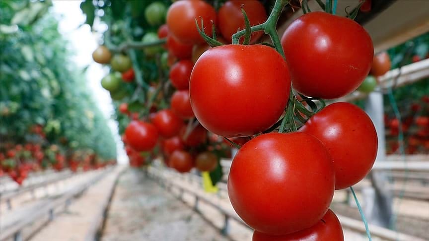 Domates ihracatçısı Rusya pazarı için kotanın artırılmasını bekliyor