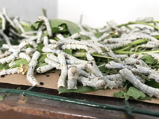 64 ile ücretsiz dağıtıldı: 40 günde bir yıllık asgari ücret parası kazandırıyor-0