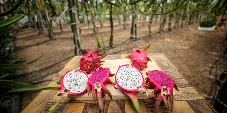 100 bin lira harcayıp 1.5 dönüme sera kurdu-0