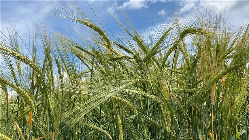Tarım ve Orman Bakanlığı'ndan arpa fiyatlarına ilişkin açıklama