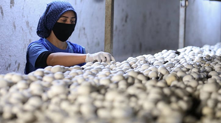 Kuraklık zamanı alternatif olarak yetiştirilmeye başlandı, ilçenin 'beyaz altını' oldu