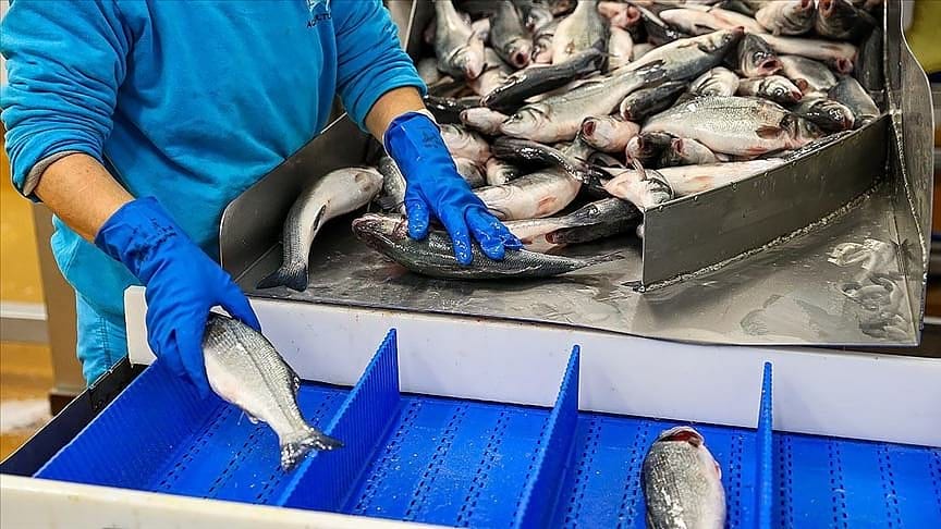 Su ürünleri ihracatı 1 milyar doları aştı: En çok satış bu 4 ülkeye