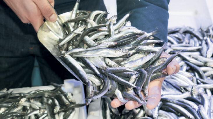 Bakan tarih açıkladı: Hamsi avı yasağı sona eriyor