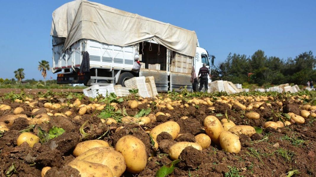 Üreticiler depoda bekleyen patates için destek istiyor