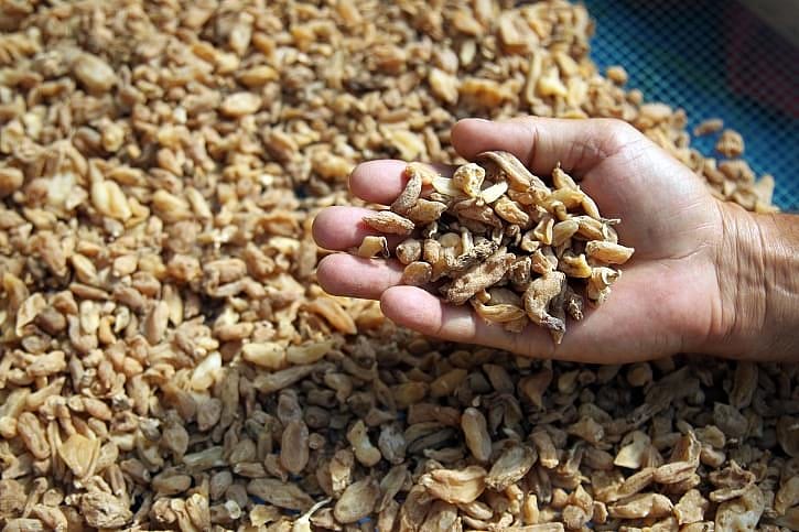 Özel izinle üretiliyor: Kurutulmuşu 750 lira, tozu bin liradan satılıyor