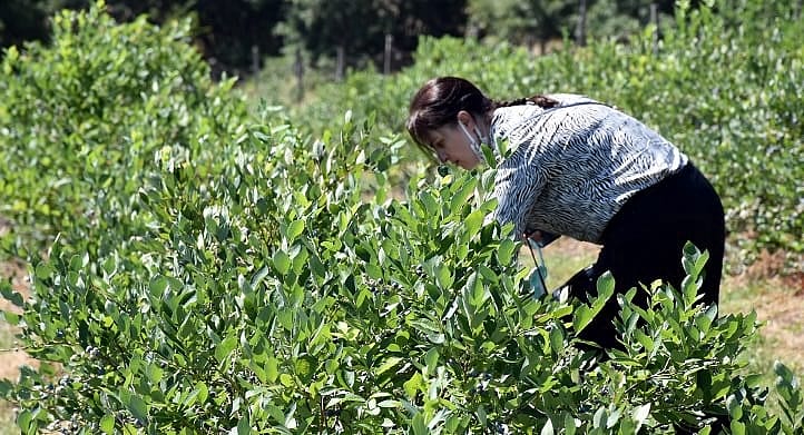 Uludağ eteklerinde atıl kalan tarım arazilerinde üretimine başlandı, yüksek getirisiyle yüz güldürdü
