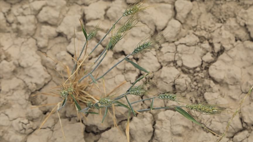 Kanada'da kuraklık tarımsal afete neden oldu: Tarlaları çekirgeler istila etti