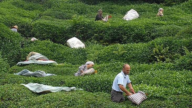 ÇAYKUR işçi ikramiyelerini yarın ödeyecek