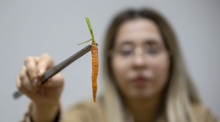Pandemi sürecinde 'minyatür sebze' ihracatı arttı