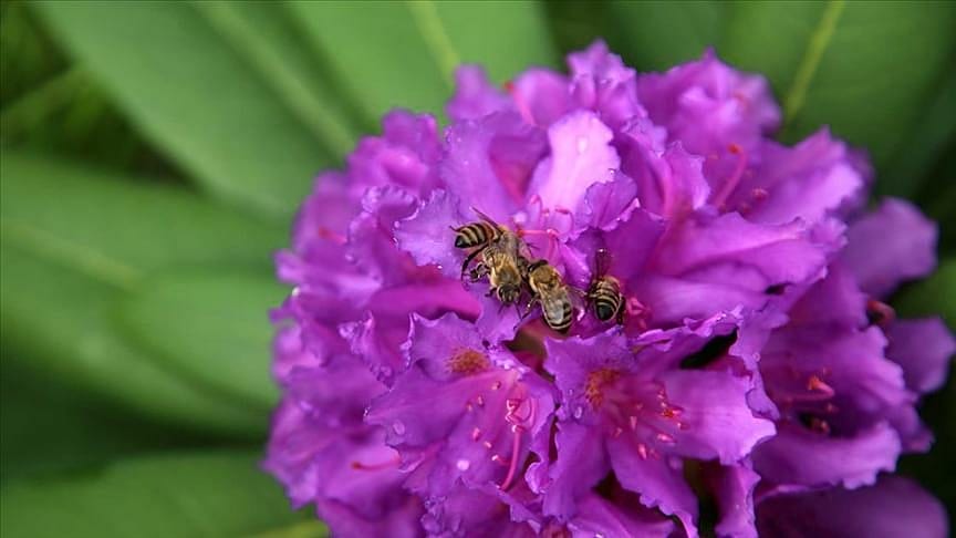 Almak için 2 yıl önceden sıraya giriyorlar, kilosu 300 TL-0