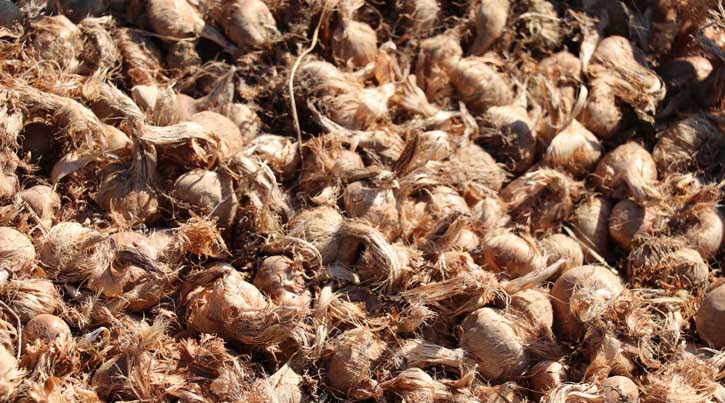 'Dünyanın en pahalı baharatı'nın ekimi başladı: Kilosu 30 bin lira
