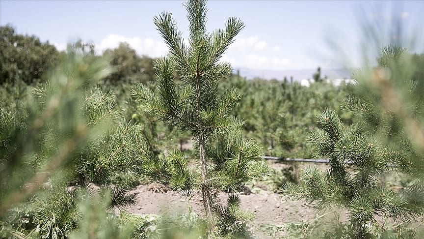 TOBB'dan yanan ormanları eski haline dönüştürmek için 5 milyon liralık destek