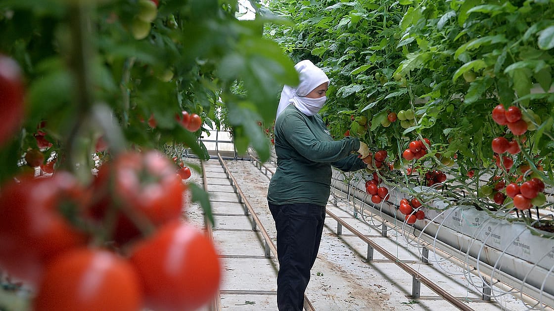 Topraksız serada yetiştirip 8 ülkeye satıyor: Ananas ve mango denemeleri de yapıyor-1