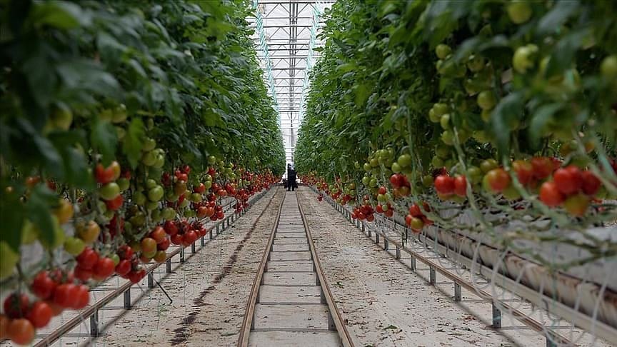 Topraksız serada yetiştirip 8 ülkeye satıyor: Ananas ve mango denemeleri de yapıyor-0