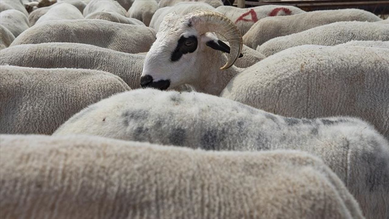 Tarım ve Orman Bakanlığından Kurban Eti Rehberi