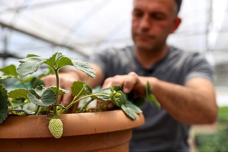 Pandemide ilgi arttı: Balkonda, domates, biber, çilek nasıl yetiştirilir?