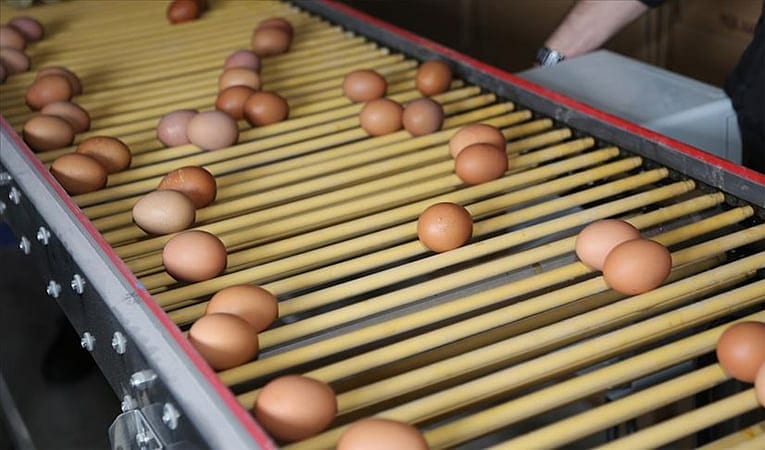Yumurta üreticileri talebe yetişemiyor