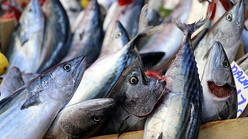 Samsun balık pazarında palamut 15 lira