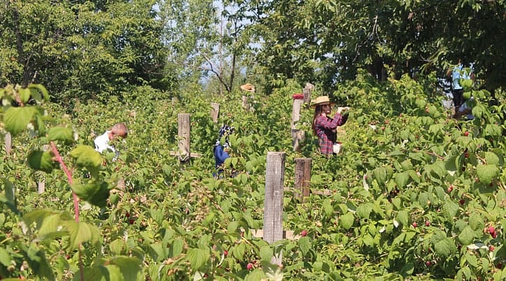 Fiyatı bu yıl 12 liradan 45 liraya çıktı-1