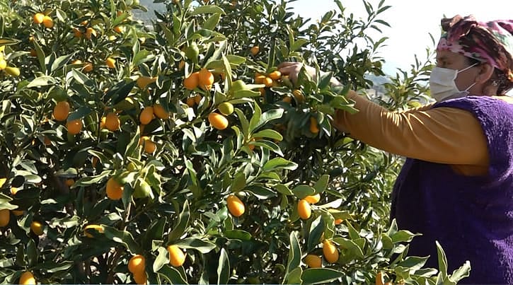 Avokado hasadı bekleyen üreticinin yüzünü kamkat güldürdü