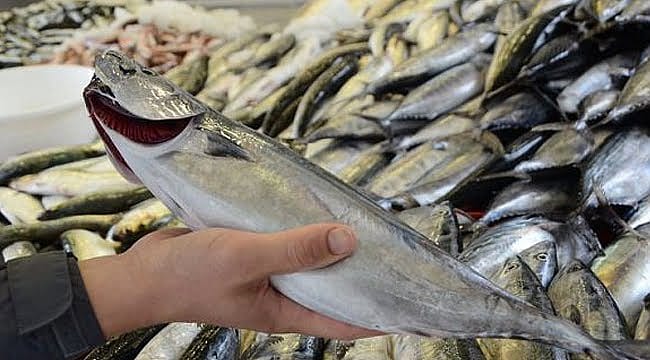 Palamut tezgahları süslemeye başladı: İşte ilk fiyatlar