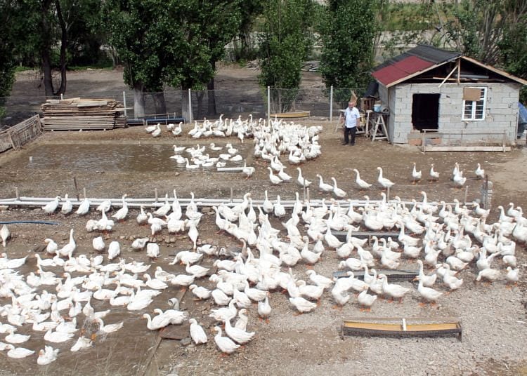 700 yavru ve 75 bin TL yatırımla bu işe girdiler-0