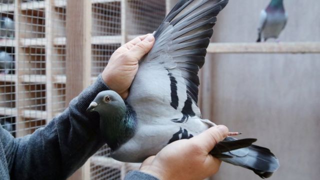Rekor fiyat: Dünyanın en pahalı güvercini oldu