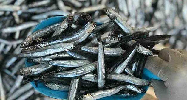 Hamsi avı kısmi olarak 10 gün durduruldu