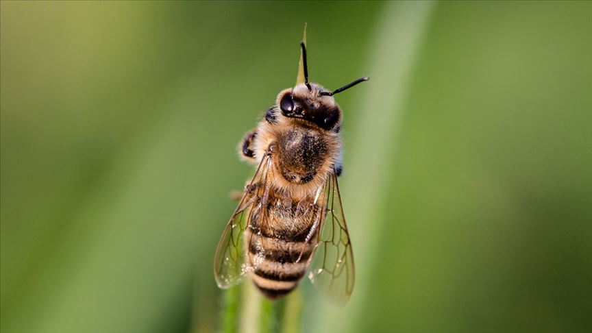 Arı yetiştiricileri endişeli: Arılar strese girdi