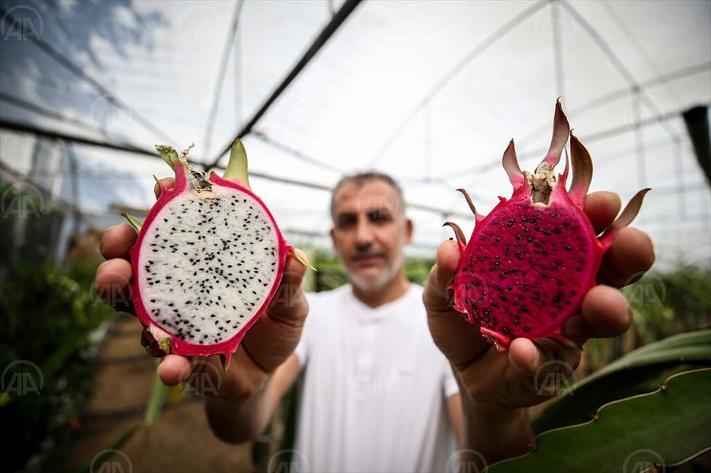 100 bin lira harcayıp 1.5 dönüme sera kurdu