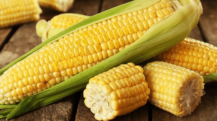 Hayvan yeminde GDO'lu 2 soya ve bir mısır çeşidi kullanımına onay