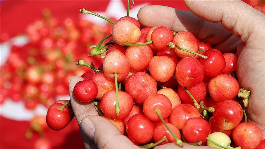 Açık artırmayla kilosu 400 liradan satıldı