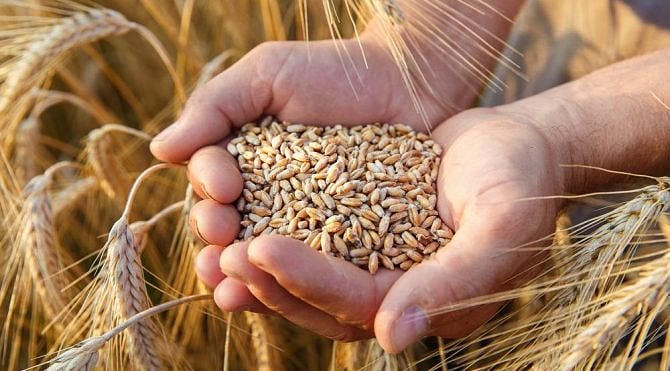 Hububat ithalatında gümrük vergileri sıfırlandı