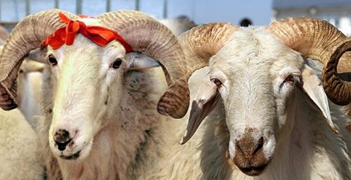Vekaletle kurban kesim fiyatları belli oldu