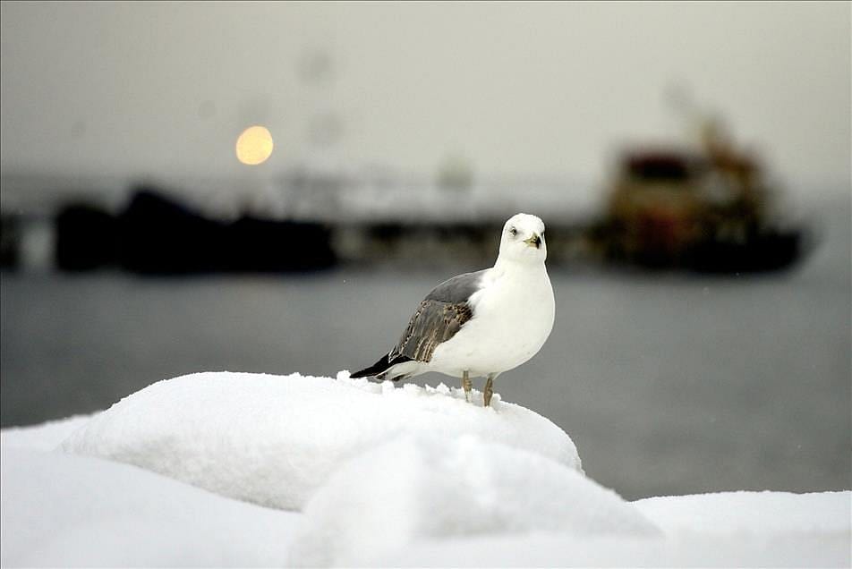 Kar yağışının faydaları neler?-1
