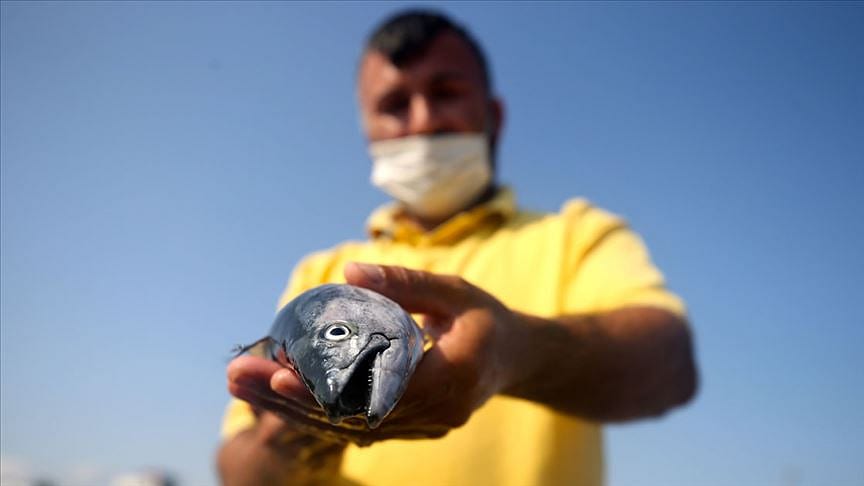 'Denizden palamut fışkırıyor desek yeridir'