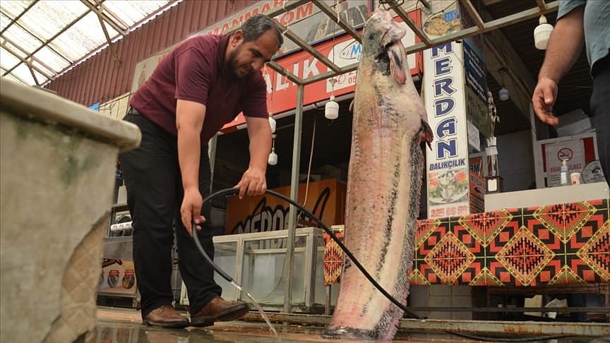 Kahramanmaraş'ta yakalandı, 130 kilogram...-0