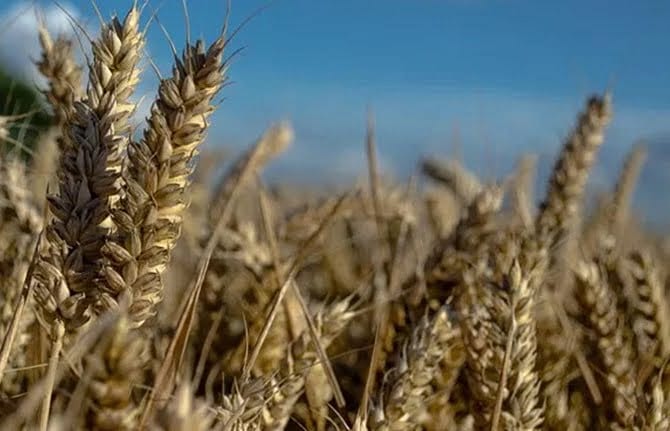 Pandemi sonrası ülkeler buğday stoklama yarışına girdi