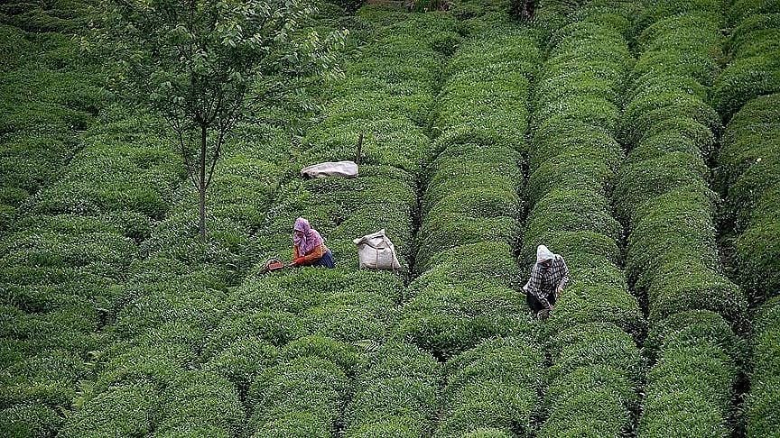 Rize'den en fazla çay alan 3 ülke