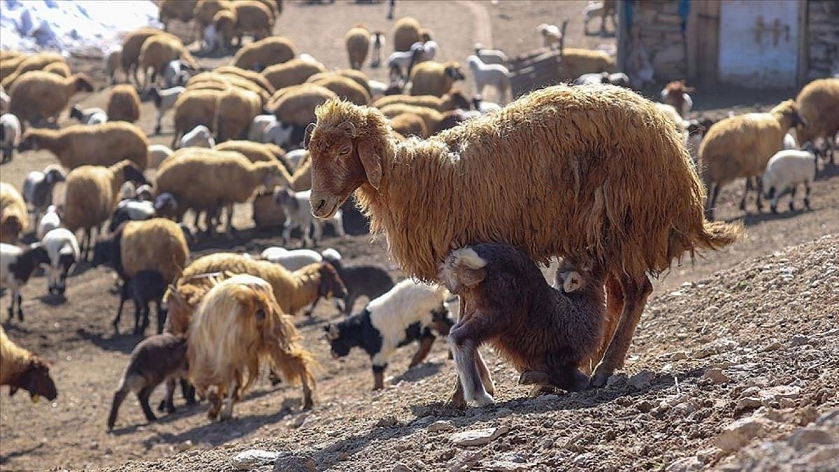 Van Gürpınar'da yetiştiriliyor: Sayılarının artması için çalışma başlatıldı