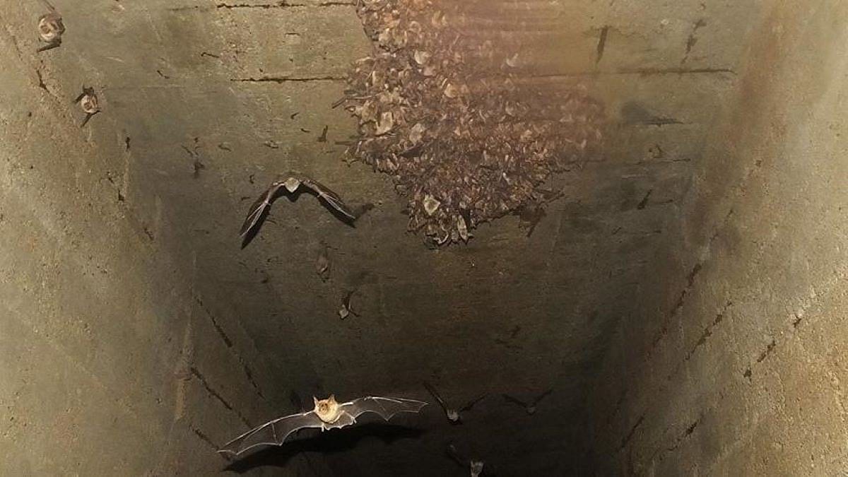 Yarasa kanatları İHA'lar için ilham kaynağı olabilir
