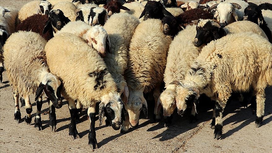 Tarım ve Orman Bakanlığından 'kurban rehberi'