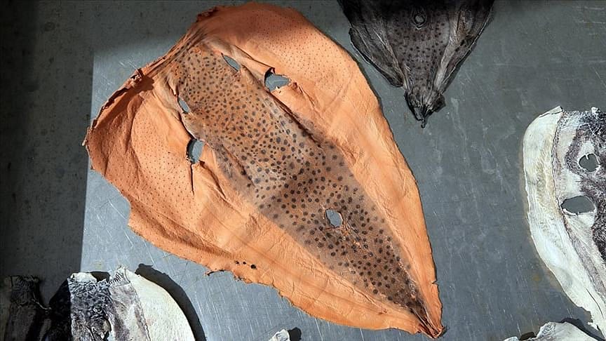 İki girişimcinin 'balon balığı' planı: Tescil için başvurdular-0